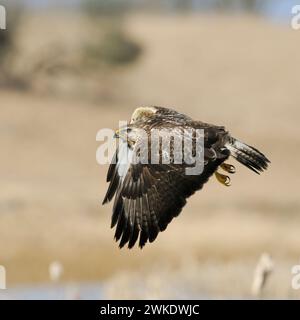 Buzzard commun / Buzzard / Mäusebussard ( Buteo buteo) en vol au-dessus des zones humides. Banque D'Images