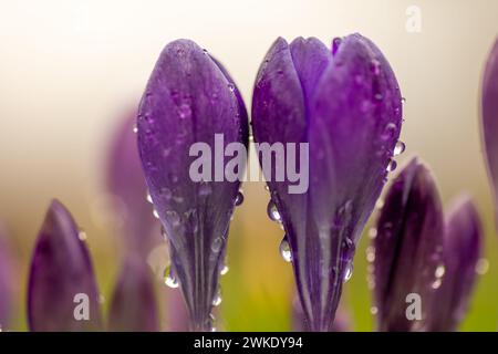 Macro gros plan, vue à angle bas de Crocus couvert de rosée matinale contre le ciel avec la lumière chaude du soleil. floral, fond de printemps, concept. Banque D'Images