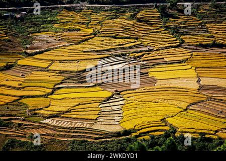 Les rizières couvrent les coteaux de la haute vallée de Punakha au Bhoutan. Banque D'Images