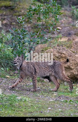 Belle photo verticale d'un lynx ibérique marchant sur l'herbe regardant vers le haut d'un arbre dans une forêt de la Sierra Morena, à Jaen, Espagne Banque D'Images