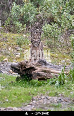 Beau portrait vertical d'une lynx ibérique femelle assise sur l'herbe devant un tronc d'arbre dans la sierra morena, jaen, espagne Banque D'Images