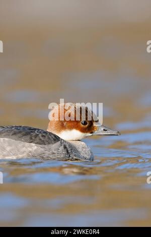 Zwergsäger Mergellus albellus , Weibchen, schwimmt BEI herrlcihem, klarem Wetter in eiskaltem, offenem Wasser, auf dem sich das blau des Himmels spiegelt, seltener Wintergast, heimische Vogelwelt, Wildtiere, Deutschland. *** Femme SMEW Mergellus albellus nage sur l'eau glacée, invité d'hiver, faune, Allemagne. Nordrhein-Westfalen Deutschland, Westeuropa Banque D'Images