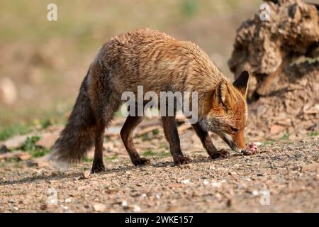 Beau portrait d'un renard commun renifle un morceau de viande dans le parc naturel de la Sierra de Andujar, en Andalousie, Espagne Banque D'Images