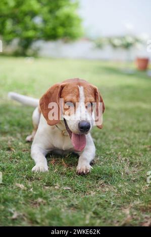 Chien beagle heureux en bonne santé pondant dans l'herbe verte Banque D'Images