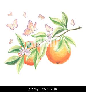Branche de fruits d'oranges avec des feuilles vertes, des fleurs et des papillons flottant. Illustration d'aquarelle dessinée à la main deagrumes d'été température d'impression isolée Banque D'Images