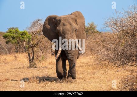 Éléphant Bull mâle avec de grandes défenses marchant vers Camera, Afrique du Sud Banque D'Images