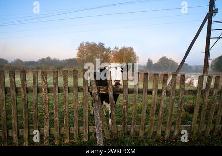 Une vache noire avec un museau blanc se tient à une clôture en bois sur l'herbe verte tôt le matin. En arrière-plan, il y a un léger brouillard. Banque D'Images