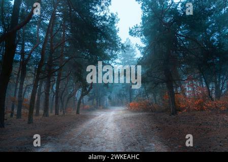 Mystique belle forêt en automne matin brumeux. Paysage de fées dans le parc avec des arbres et chemin. Belles couleurs d'automne. Banque D'Images