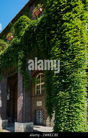 La façade de la Faculté de Szeged recouverte de lierre Banque D'Images