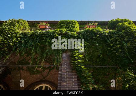 La façade de la Faculté de Szeged recouverte de lierre Banque D'Images