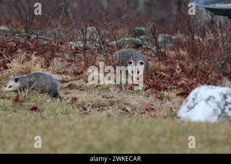 Deux opossums à la recherche de nourriture dans une arrière-cour rurale Banque D'Images