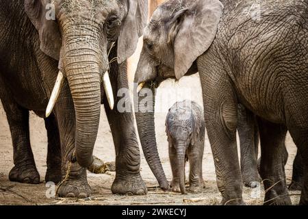 Hilvarenbeek, pays-Bas. 20 février 2024. HILVARENBEEK - éléphant veau Tendai dans son enclos dans le zoo de Beekse Bergen. Jamais auparavant trois éléphants d’Afrique n’avaient été nés en si peu de temps dans un zoo européen, dit le parc. ANP ROB ENGELAAR netherlands Out - belgique Out Credit : ANP/Alamy Live News Banque D'Images