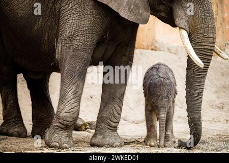 Hilvarenbeek, pays-Bas. 20 février 2024. HILVARENBEEK - éléphant veau Tendai dans son enclos dans le zoo de Beekse Bergen. Jamais auparavant trois éléphants d’Afrique n’avaient été nés en si peu de temps dans un zoo européen, dit le parc. ANP ROB ENGELAAR netherlands Out - belgique Out Credit : ANP/Alamy Live News Banque D'Images