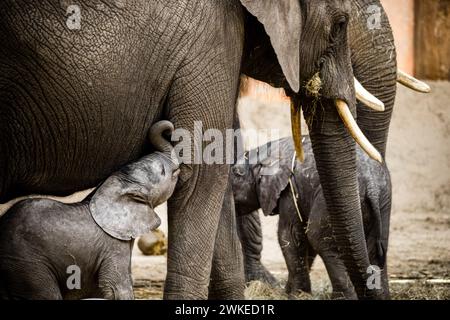 Hilvarenbeek, pays-Bas. 20 février 2024. HILVARENBEEK - éléphant veau Tendai dans son enclos dans le zoo de Beekse Bergen. Jamais auparavant trois éléphants d’Afrique n’avaient été nés en si peu de temps dans un zoo européen, dit le parc. ANP ROB ENGELAAR netherlands Out - belgique Out Credit : ANP/Alamy Live News Banque D'Images