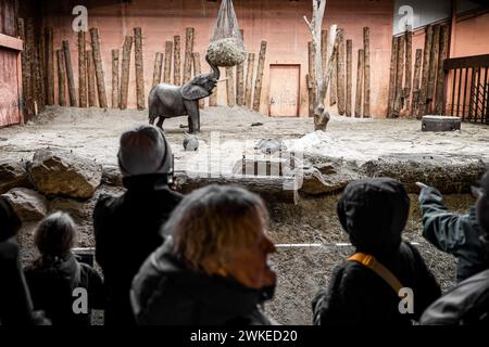 Hilvarenbeek, pays-Bas. 20 février 2024. HILVARENBEEK - visiteurs dans l'enclos des éléphants dans le parc animalier Beekse Bergen. Jamais auparavant trois éléphants d’Afrique n’avaient été nés en si peu de temps dans un zoo européen, dit le parc. ANP ROB ENGELAAR netherlands Out - belgique Out Credit : ANP/Alamy Live News Banque D'Images