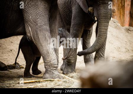 Hilvarenbeek, pays-Bas. 20 février 2024. HILVARENBEEK - éléphant veau Tendai dans son enclos dans le zoo de Beekse Bergen. Jamais auparavant trois éléphants d’Afrique n’avaient été nés en si peu de temps dans un zoo européen, dit le parc. ANP ROB ENGELAAR netherlands Out - belgique Out Credit : ANP/Alamy Live News Banque D'Images