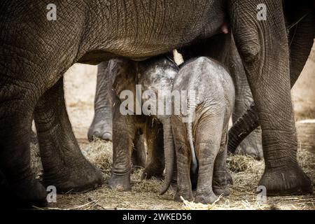 Hilvarenbeek, pays-Bas. 20 février 2024. HILVARENBEEK - éléphant veau Tendai dans son enclos dans le zoo de Beekse Bergen. Jamais auparavant trois éléphants d’Afrique n’avaient été nés en si peu de temps dans un zoo européen, dit le parc. ANP ROB ENGELAAR netherlands Out - belgique Out Credit : ANP/Alamy Live News Banque D'Images