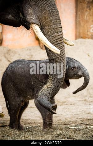 Hilvarenbeek, pays-Bas. 20 février 2024. HILVARENBEEK - éléphant veau Tendai dans son enclos dans le zoo de Beekse Bergen. Jamais auparavant trois éléphants d’Afrique n’avaient été nés en si peu de temps dans un zoo européen, dit le parc. ANP ROB ENGELAAR netherlands Out - belgique Out Credit : ANP/Alamy Live News Banque D'Images