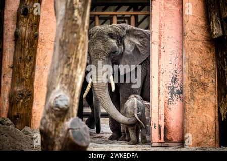 Hilvarenbeek, pays-Bas. 20 février 2024. HILVARENBEEK - éléphant veau Tendai dans son enclos dans le zoo de Beekse Bergen. Jamais auparavant trois éléphants d’Afrique n’avaient été nés en si peu de temps dans un zoo européen, dit le parc. ANP ROB ENGELAAR netherlands Out - belgique Out Credit : ANP/Alamy Live News Banque D'Images