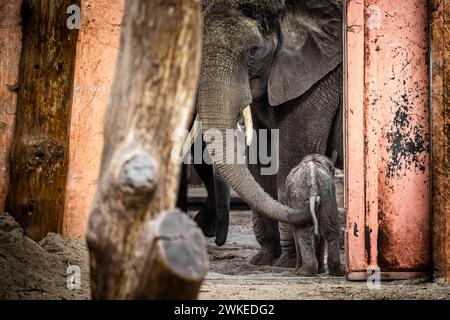 Hilvarenbeek, pays-Bas. 20 février 2024. HILVARENBEEK - éléphant veau Tendai dans son enclos dans le zoo de Beekse Bergen. Jamais auparavant trois éléphants d’Afrique n’avaient été nés en si peu de temps dans un zoo européen, dit le parc. ANP ROB ENGELAAR netherlands Out - belgique Out Credit : ANP/Alamy Live News Banque D'Images