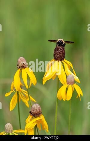 Une image frontale d'une abeille dorée et noire pollinisant un caillou jaune. Les couleurs vertes douces des prairies composent l'arrière-plan. Banque D'Images