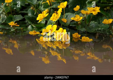 Marais Marigold Caltha palustris, terres humides vivaces fleurs jaune vif au début du printemps grandes feuilles arrondies multiples étamines et carpelles au centre Banque D'Images