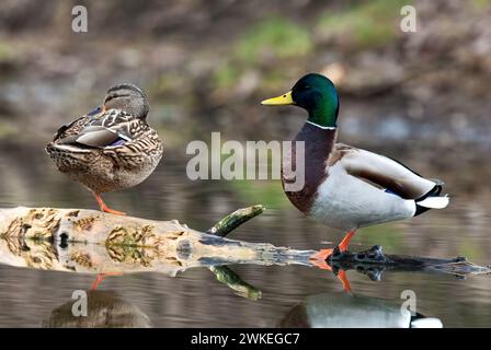 Canards colverts, Anas platyrhynchos paire, drake mâle et femelle assis sur le vieux bois, tronc d'arbre dans le lac. Arrière-plan flou. Trencin, Slovaquie Banque D'Images