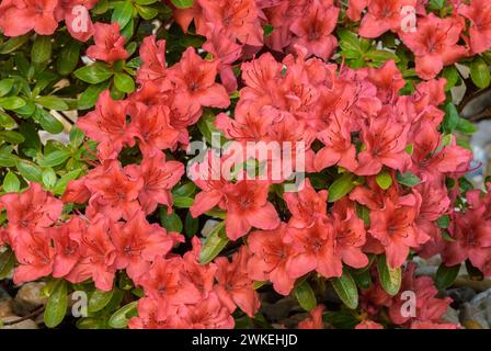 Azalea japonica, Rhododendron japonicum Blossom Blossom fleurs rouges dans le lit de fleurs, en gros plan jardin ornemental Trencin, Slovaquie Banque D'Images