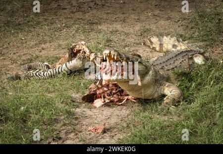 Un crocodile du Nil (Crocodylus niloticus) mange un zèbre mort des plaines (equus quagga) dans le parc national de Nyerere (réserve de gibier de Selous) dans le sud de la Tanzanie. Banque D'Images