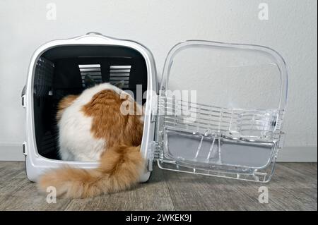 Chat tabby mignon assis dans un transporteur ouvert pour animaux domestiques. Vue arrière. Banque D'Images