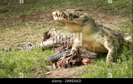 Un crocodile du Nil (Crocodylus niloticus) mange un zèbre mort des plaines (equus quagga) dans le parc national de Nyerere (réserve de gibier de Selous) dans le sud de la Tanzanie. Banque D'Images