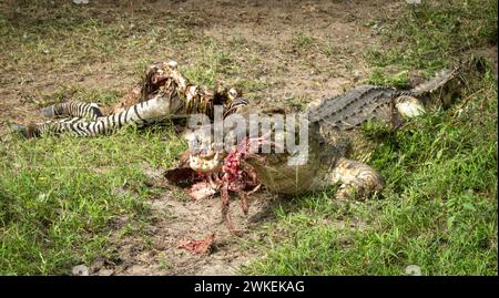 Un crocodile du Nil (Crocodylus niloticus) mange un zèbre mort des plaines (equus quagga) dans le parc national de Nyerere (réserve de gibier de Selous) dans le sud de la Tanzanie. Banque D'Images