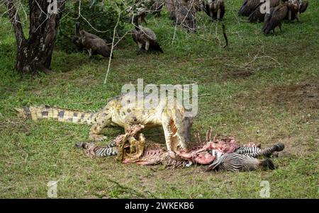 Un crocodile du Nil (Crocodylus niloticus) mange un zèbre mort alors que les vautours à dos blanc regardent dans le parc national de Nyerere (réserve de gibier de Selous) dans le sud Banque D'Images