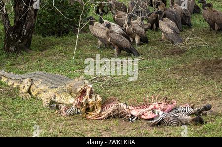 Un crocodile du Nil (Crocodylus niloticus) mange un zèbre mort alors que les vautours à dos blanc regardent dans le parc national de Nyerere (réserve de gibier de Selous) dans le sud Banque D'Images