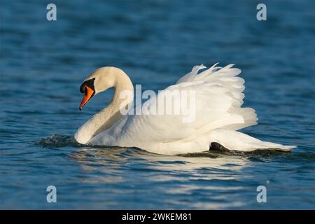 Cygne muet, Cygnus olor mâle flottant dans la rivière. Lumière chaude avant le coucher du soleil. Belle eau bleue avec des ondulations. Vue latérale, gros plan. Trencin, Slovaquie Banque D'Images