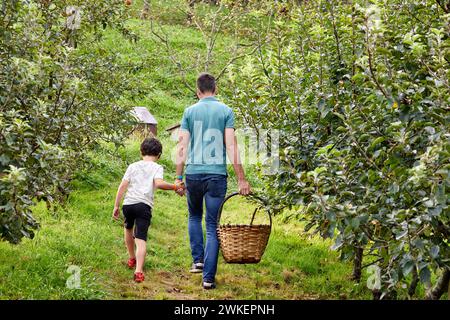 Père et fils cueillant des pommes pour faire du cidre, Sagardoetxea - Musée Basque Sidra, Astigarraga, Cerca de Donostia, Saint-Sébastien, pays Basque, spa Banque D'Images