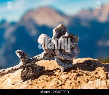 Détails d'une rose de pierre avec le mont Watzmann en arrière-plan au célèbre Kehlsteinhaus, nid d'aigle, Berchtesgaden, Bavière, Allemagne Kehlsteinhaus Banque D'Images