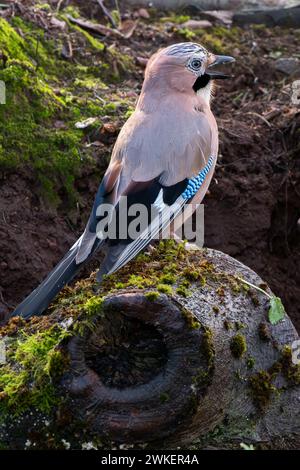 Un Jay perché sur une branche dans une forêt écossaise Banque D'Images