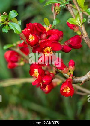 Fleurs rouges du coing japonais ornemental hybride, Chaenomeles x superba 'Crimson and Gold', floraison au début du printemps Banque D'Images