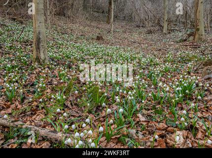 Flocon de neige printanier (Leucojum vernum), fleurissant dans une forêt marécageuse, Spring Valley dans le Tyrol du Sud, dans le nord de l'Italie. Mise au point sélective et backgrou flou Banque D'Images