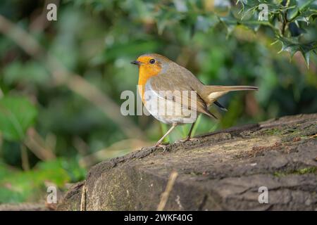 Un oiseau rouge-rouge sauvage britannique (Erithacus rubecula) debout sur une bûche dans un cadre naturel profitant du soleil hivernal. Banque D'Images