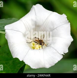 Marmelade Hoverfly Episyrphus balteatus reposant dans un champ fleur de bindweed Convolvulus arvensis - Somerset UK Banque D'Images