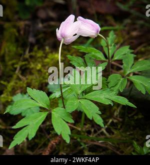 Fleurs d'anémone de bois Anemonoides nemorosa touchant des pétales dans un bois anglais Banque D'Images