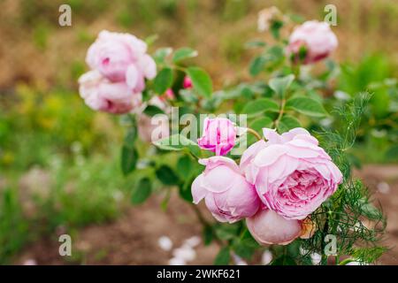 Esprit de liberté rose fleurissant dans le jardin d'été. Fleurs roses sur grimpeur anglais. Jeune arbuste par Austin. Gros plan Banque D'Images