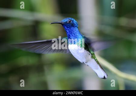 jacobin à col blanc - colibri en bleu, vert et blanc en vol avec des ailes battantes rapides avec un fond flou Banque D'Images