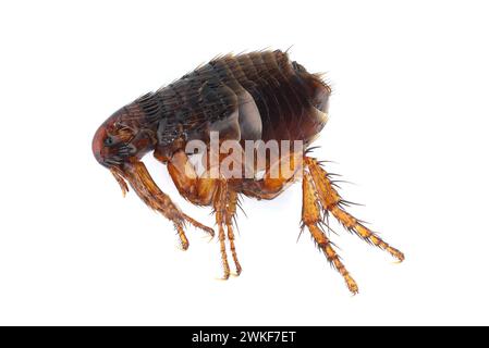 Puce sur un fond blanc gros plan. Parasite gênant des animaux domestiques et des humains. Porteur de micro-organismes pathogènes. Banque D'Images