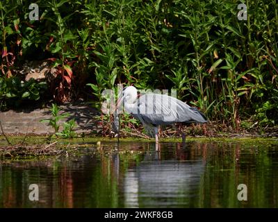 Héron gris (Ardea cinerea) mangeant un rat brun (Rattus norvegicus) dans un étang de la Haye, pays-Bas. Banque D'Images