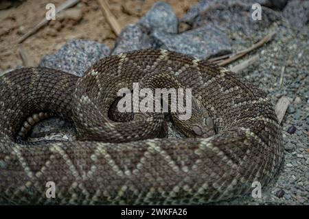 Serpent à sonnette sud-américain reposant sur des décombres Banque D'Images