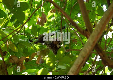 marmoset touffeté noir assis sur une branche dans un arbre Banque D'Images