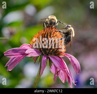 Deux abeilles sur une plante, une pollinisatrice Banque D'Images